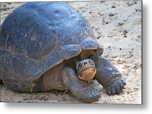 Wildlife Metal Print featuring the photograph Posing Tortoise by Kenneth Albin