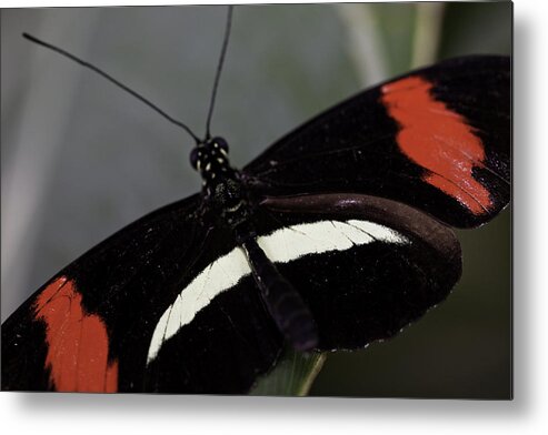 Postman Metal Print featuring the photograph Postman Butterfly by Perla Copernik