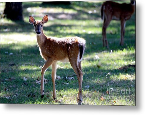 Deer Metal Print featuring the photograph Prancer by Rick Rauzi