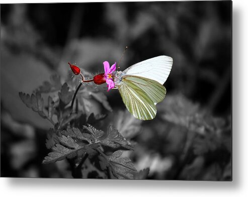 Butterfly Metal Print featuring the photograph Pretty Margined White Butterfly by Tracie Schiebel
