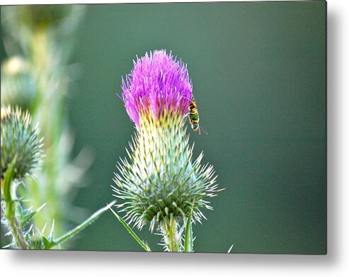 Thistle Metal Print featuring the photograph Prickly Situation by Mary McAvoy