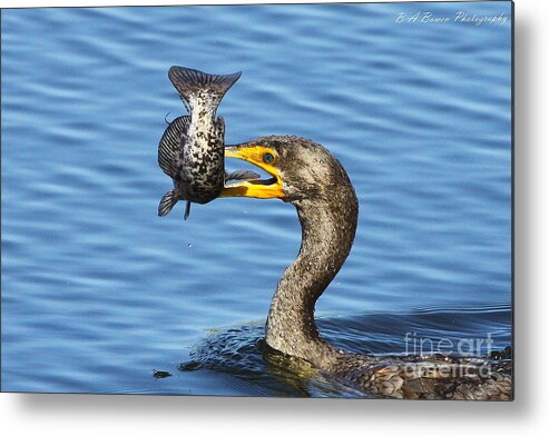 Double Crested Cormorant Metal Print featuring the photograph Prized catch by Barbara Bowen