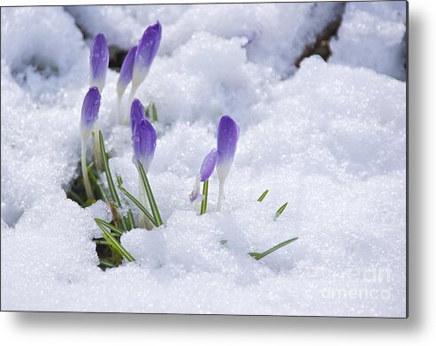 Photography Metal Print featuring the photograph Promise of Spring by Sean Griffin