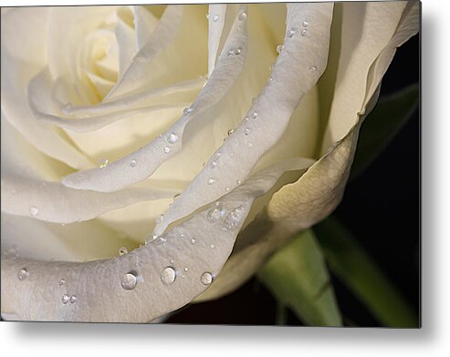 Rose Metal Print featuring the photograph Purity by Shirley Mitchell