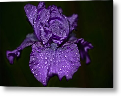 Da*55 1.4 Metal Print featuring the photograph Purple Iris with Water Drops by Lori Coleman