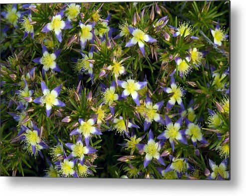 Purple Starflower Metal Print featuring the photograph Purple Starflower (calytrix Depressa) by Bob Gibbons