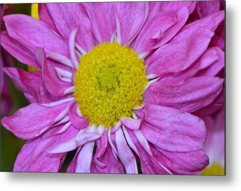 Purple And Yellow Flower Metal Print featuring the photograph Purple Sunshine by Tanya Tanski