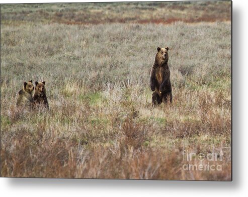 2012 Metal Print featuring the photograph Quad Mom Trio Standing For A Look 3 by Katie LaSalle-Lowery