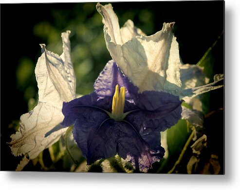 Flower Metal Print featuring the photograph Radiance by Steven Sparks