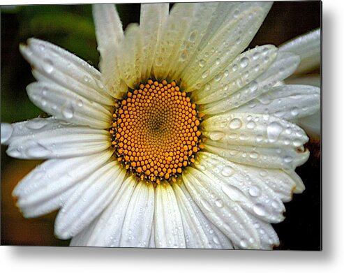 Raindrops Metal Print featuring the photograph Raindrops on a Daisy by Prince Andre Faubert