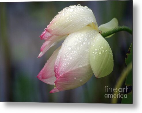 Lotus Metal Print featuring the photograph Rained Upon by Living Color Photography Lorraine Lynch
