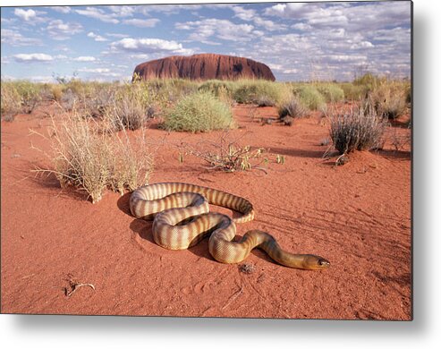 Mp Metal Print featuring the photograph Ramsays Python Aspidites Ramsayi by Michael & Patricia Fogden