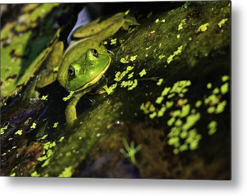 Green Frog Metal Print featuring the photograph Rana clamitans or Green frog by Perla Copernik