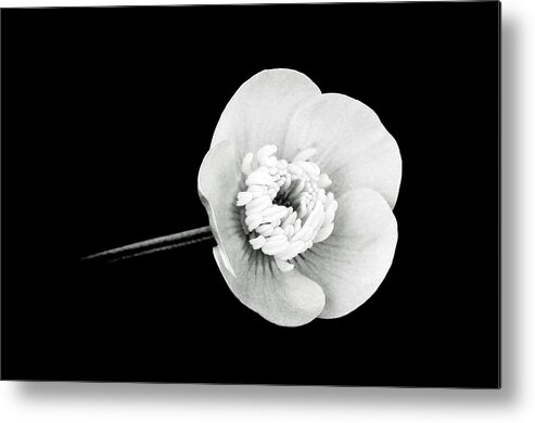Agriculture Metal Print featuring the photograph Ranunculus in Black and White by Lisa Phillips