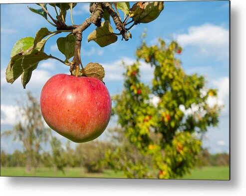 Apple Metal Print featuring the photograph Red apple on branch of tree by Matthias Hauser