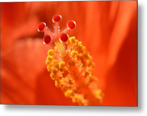 Hibiscus Metal Print featuring the photograph Red at Heart by Terence Davis