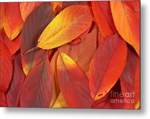 Leaves Metal Print featuring the photograph Red autumn leaves pile by Simon Bratt