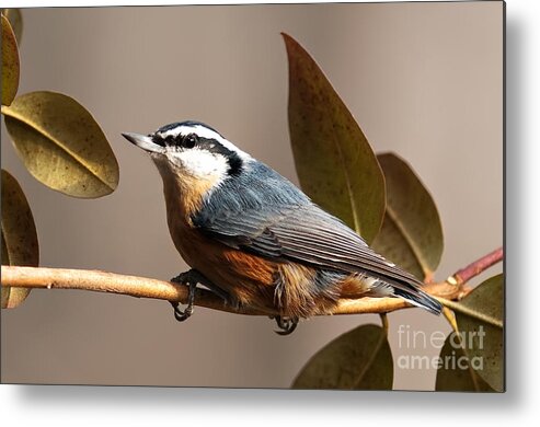 Bird Metal Print featuring the photograph Red Breasted Nuthatch by Jean A Chang
