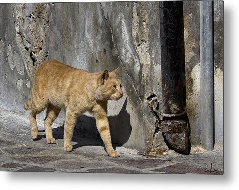Cat Metal Print featuring the photograph Red cat in Burano by Raffaella Lunelli