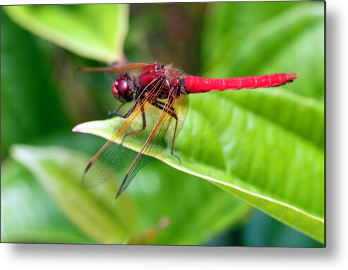washington State Metal Print featuring the photograph Red Dragonfly by Dan McManus