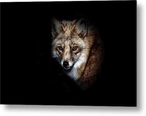 Fox Metal Print featuring the photograph Red Fox by Karol Livote