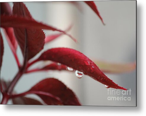 Nature Metal Print featuring the photograph Red Leaf Waterdrops by Sheri Simmons