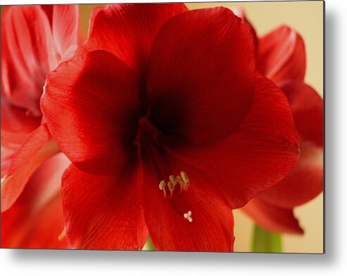 Red Lion Metal Print featuring the photograph Red Lion Amaryllis by Christopher J Kirby
