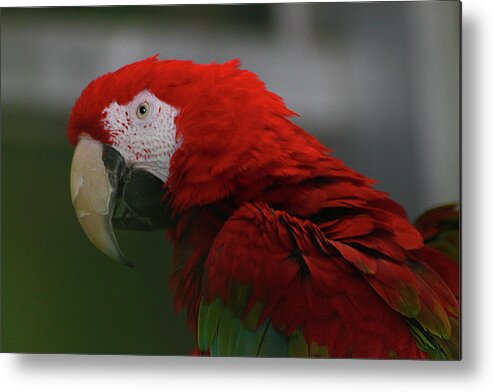 Hovind Metal Print featuring the photograph Red Macaw by Scott Hovind