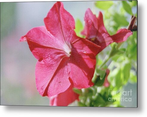 Close-up Of Red Petunia Metal Print featuring the photograph Red Pop by Barbara Plattenburg