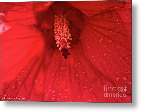 Outdoors Metal Print featuring the photograph Red Saturation Point by Susan Herber