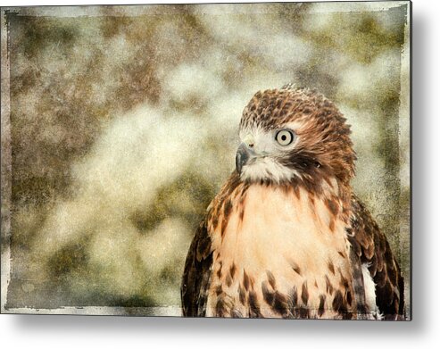 Accipitridae Metal Print featuring the photograph Red Tail by Joye Ardyn Durham