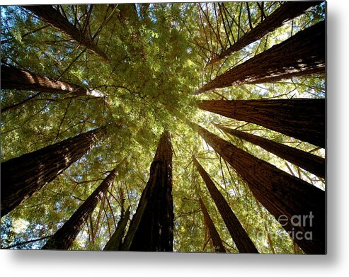 Redwoods Metal Print featuring the photograph Redwood Canopy by Johanne Peale