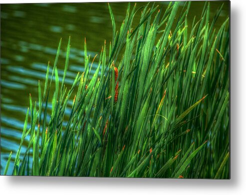 Reed Metal Print featuring the photograph Reed Amoung Grass by Ronald T Williams