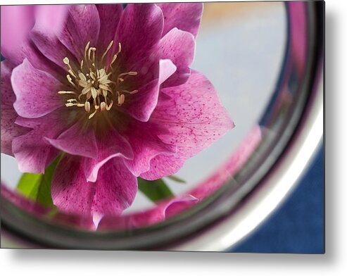 Hellebores Metal Print featuring the photograph Reflected beauty by Shirley Mitchell