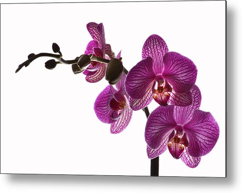 Orchids Metal Print featuring the photograph Regal Orchid by Terence Davis