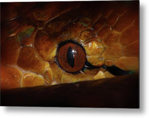Hovind Metal Print featuring the photograph Reticulated Python 2 by Scott Hovind