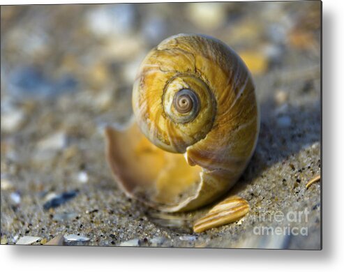 Shell Metal Print featuring the photograph Revolution by Scott Evers