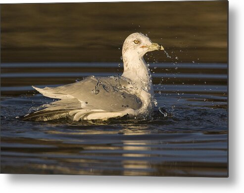 00429651 Metal Print featuring the photograph Ring Billed Gull In Breeding Plumage by Sebastian Kennerknecht