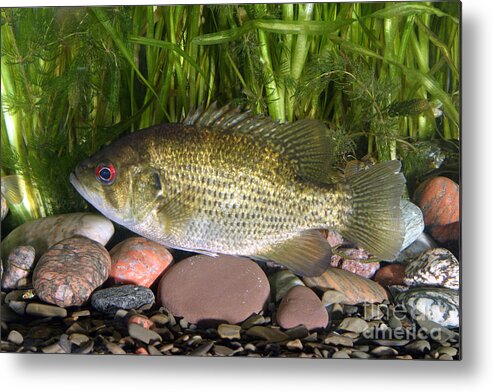 Animal Metal Print featuring the photograph Rock Bass by Ted Kinsman