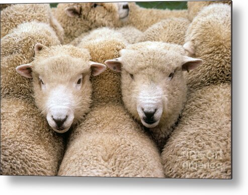 Nature Metal Print featuring the photograph Romney Sheep by Gregory G Dimijian and Photo Researchers