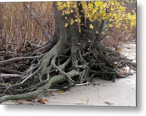 Nature Metal Print featuring the photograph Roots 002 by Dorin Adrian Berbier