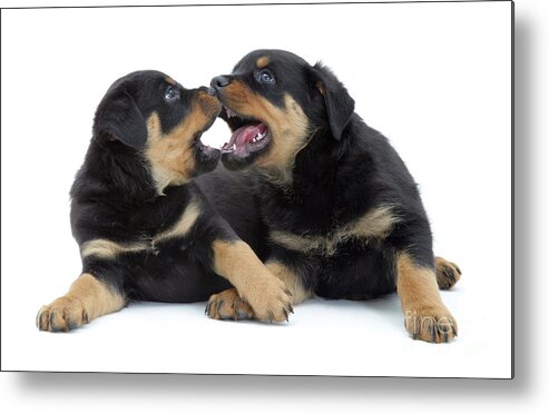 Dog Metal Print featuring the photograph Rottweiler Pups by Jane Burton