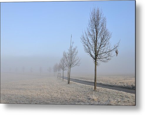 Trees Metal Print featuring the photograph Row of trees in the morning by Matthias Hauser