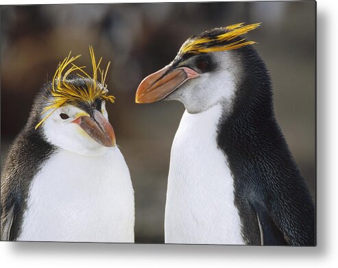 Mp Metal Print featuring the photograph Royal Penguin Eudyptes Schlegeli Pair by Konrad Wothe