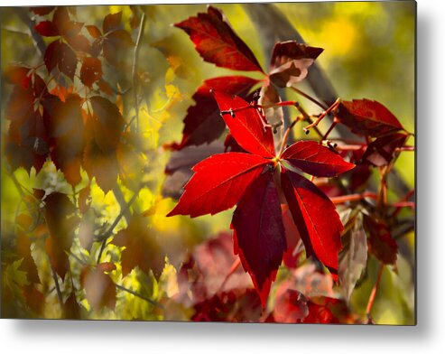 Fall Metal Print featuring the photograph Ruby Jewels by Marilyn Cornwell
