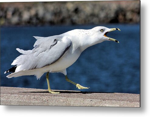  Seagull Metal Print featuring the photograph Ruffled Feathers by Kristin Elmquist