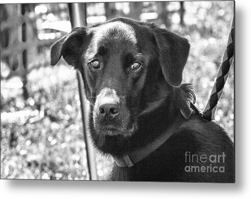 Dog Metal Print featuring the photograph Sad eyes by Eunice Gibb