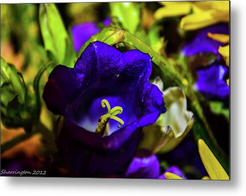 Flowers Metal Print featuring the photograph Say Ahh by Shannon Harrington
