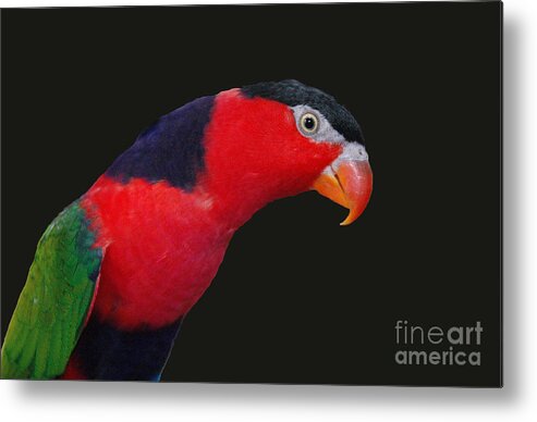 Bird Metal Print featuring the photograph Say Cheese by Danielle Scott