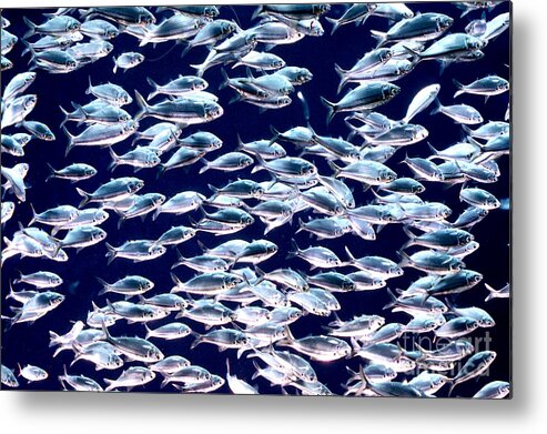 Horizontal Metal Print featuring the photograph School of Threadfin Shad by Tom McHugh and Photo Researchers